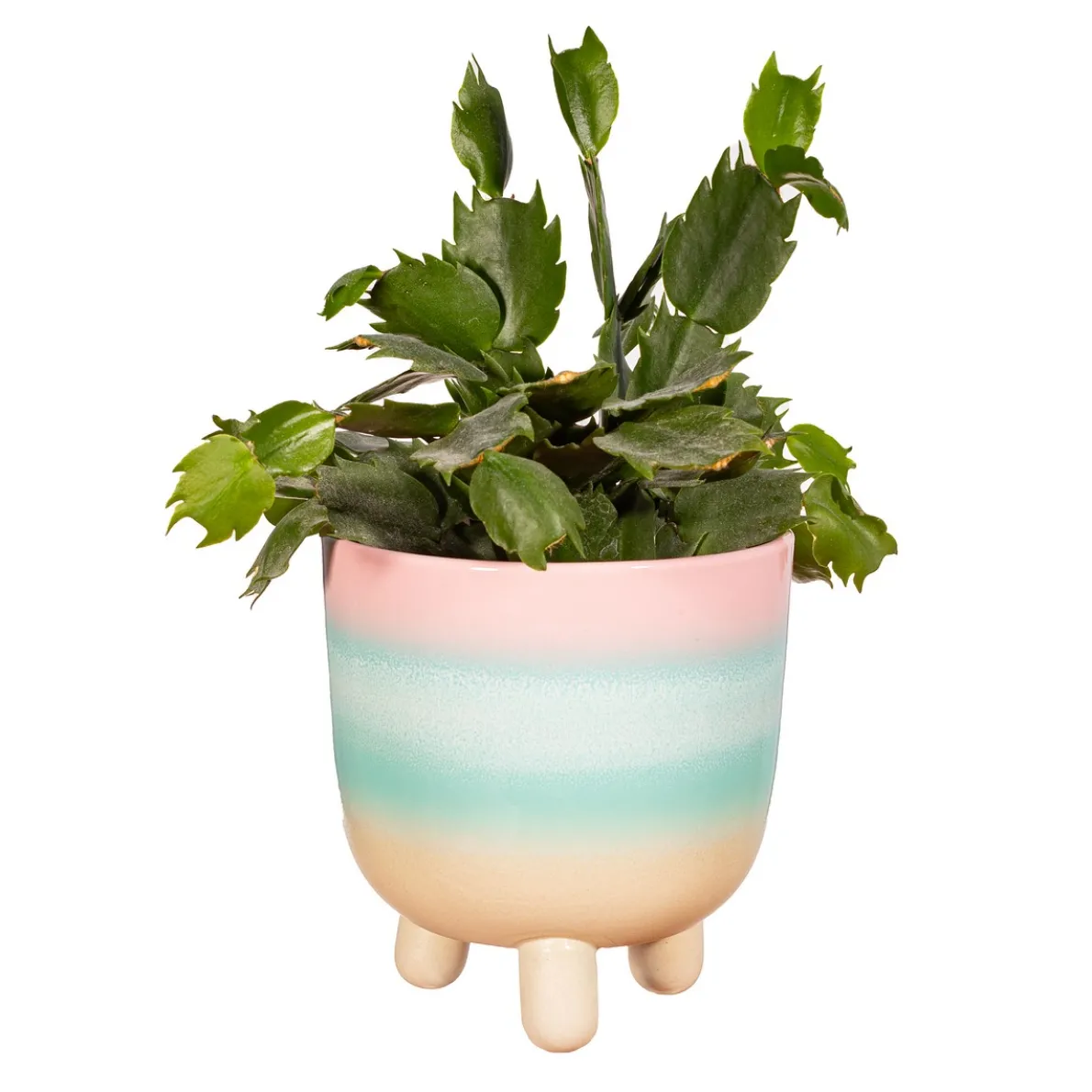 Pastel Ombre Leggy Planter Large